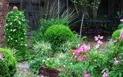 Baby Gem Boxwood - 7 Gallon Pot -Garden & Outdoor Sale Shop Picture Boxwood Baby Gem Specimen 3