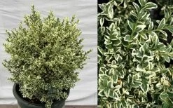 Dwarf Variegated Boxwood - 6 Pack Of 1 Gallon Pots -Garden & Outdoor Sale Shop Picture Boxwood Dwarf Variegated 1