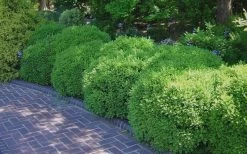 Franklins Gem Dwarf Boxwood - 1 Gallon Pot -Garden & Outdoor Sale Shop Picture Boxwood Franklins Gem 2