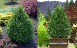 Green Mountain Boxwood - 1 Gallon Pot 15 Green Mountain Boxwood - 1 Gallon Pot -Garden & Outdoor Sale Shop Picture Boxwood Green Mountain 2 3