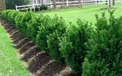 Green Mountain Boxwood - 2 Gallon Pot -Garden & Outdoor Sale Shop Picture Boxwood Green Mountain Hedge 1