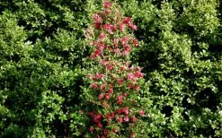 October Magic Rose Camellia - 1 Gallon Pot -Garden & Outdoor Sale Shop Picture Camellia October Magic Rose Column 1