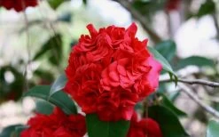 Professor Sargent Camellia Japonica - 6 Pack Of 1 Gallon Pots 13 Professor Sargent Camellia Japonica - 6 Pack Of 1 Gallon Pots -Garden & Outdoor Sale Shop Picture Camellia Professor Sargent Closeup