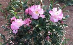 October Magic Orchid Camellia - 7 Gallon Pot -Garden & Outdoor Sale Shop Picture CamelliaOrchidOctoberMajic 2