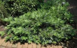 Creeping Japanese Plum Yew (Cephalotaxus Harringtonia 'Prostrata') - 2.5 Quart Pot 15 Creeping Japanese Plum Yew (Cephalotaxus Harringtonia 'Prostrata') - 2.5 Quart Pot -Garden & Outdoor Sale Shop Picture Creeping Yew