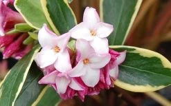 Variegated Pink Winter Daphne - 1 Gallon Pot -Garden & Outdoor Sale Shop Picture Daphne Variegated Pink Closeup