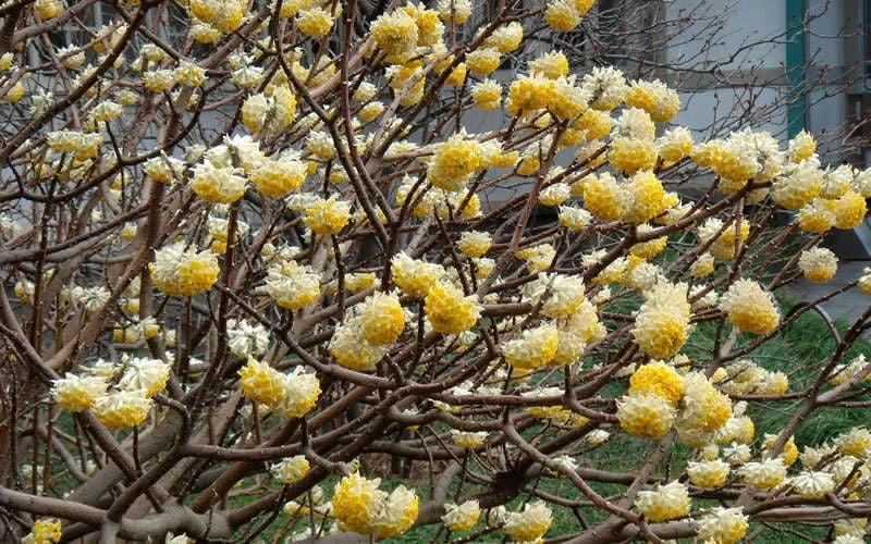 Edgeworthia Chrysantha - Paper Bush - 5 Gallon Pot 11 Edgeworthia Chrysantha - Paper Bush - 5 Gallon Pot - Image 9