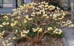 Edgeworthia Chrysantha - Paper Bush - 5 Gallon Pot 26 Edgeworthia Chrysantha - Paper Bush - 5 Gallon Pot -Garden & Outdoor Sale Shop Picture Edgeworthia Paper Bush 3