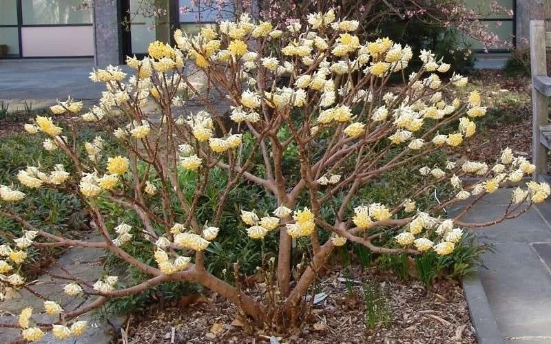 Edgeworthia Chrysantha - Paper Bush - 5 Gallon Pot 14 Edgeworthia Chrysantha - Paper Bush - 5 Gallon Pot - Image 12