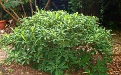 Edgeworthia Chrysantha - Paper Bush - 5 Gallon Pot 25 Edgeworthia Chrysantha - Paper Bush - 5 Gallon Pot -Garden & Outdoor Sale Shop Picture Edgeworthia Shrub