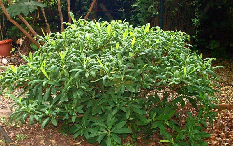 Edgeworthia Chrysantha - Paper Bush - 5 Gallon Pot 13 Edgeworthia Chrysantha - Paper Bush - 5 Gallon Pot - Image 11