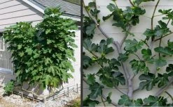 Brown Turkey Fig Tree - 3 Gallon Pot -Garden & Outdoor Sale Shop Picture Fig Brown Turkey Espalier