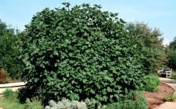 Brown Turkey Fig Tree - 3 Gallon Pot -Garden & Outdoor Sale Shop Picture Fig Brown Turkey Shrub Large
