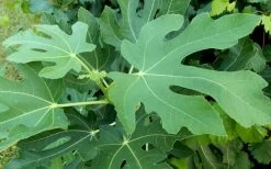 Brown Turkey Fig Tree - 3 Gallon Pot -Garden & Outdoor Sale Shop Picture Fig Brown Turkey Tree Leaves