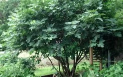 Brown Turkey Fig Tree - 3 Gallon Pot -Garden & Outdoor Sale Shop Picture Fig Brown Turkey Tree Multi
