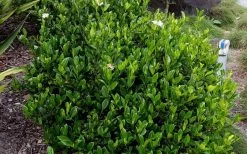 August Beauty Gardenia - 2.5 Quart Pot -Garden & Outdoor Sale Shop Picture Gardenia August Beauty 3