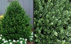 Pyramidal Compacta Japanese Holly - 3 Gallon Pot 10 Pyramidal Compacta Japanese Holly - 3 Gallon Pot -Garden & Outdoor Sale Shop Picture Holly Compacta Pyramidal 1