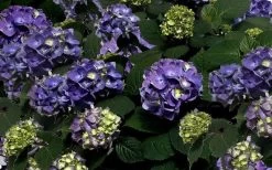 Bloomstruck Endless Summer Hydrangea - 3 Gallon Pot -Garden & Outdoor Sale Shop Picture Hydrangea Bloomstruck 1