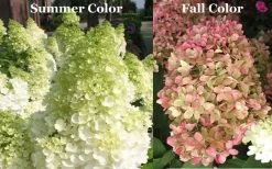 Limelight PeeGee Hydrangea - 6 Pack Of 1 Gallon Pots 17 Limelight PeeGee Hydrangea - 6 Pack Of 1 Gallon Pots -Garden & Outdoor Sale Shop Picture Hydrangea Limelight 3 2