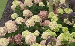 Little Lime Hydrangea - 3 Gallon Pot -Garden & Outdoor Sale Shop Picture Hydrangea Little Lime 2