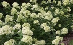 Little Lime Hydrangea - 3 Pack Of Quart Pots -Garden & Outdoor Sale Shop Picture Hydrangea Little Lime 3 3