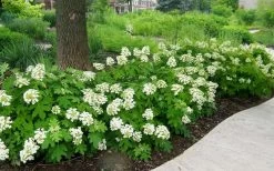 Pee Wee Dwarf Oakleaf Hydrangea - 1 Gallon Pot -Garden & Outdoor Sale Shop Picture Hydrangea Oakleaf Pee Wee Border