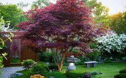 Bloodgood Red Leaf Japanese Maple - 1 Gallon Pot 19 Bloodgood Red Leaf Japanese Maple - 1 Gallon Pot -Garden & Outdoor Sale Shop Picture Japanese Maple Bloodgood tree 1