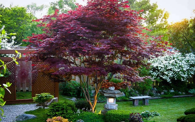 Bloodgood Red Leaf Japanese Maple - 1 Gallon Pot 11 Bloodgood Red Leaf Japanese Maple - 1 Gallon Pot - Image 9