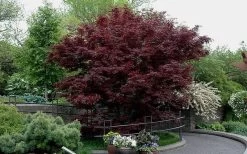 Bloodgood Red Leaf Japanese Maple - 1 Gallon Pot 17 Bloodgood Red Leaf Japanese Maple - 1 Gallon Pot -Garden & Outdoor Sale Shop Picture Japanese Maple Bloodgood tree 2