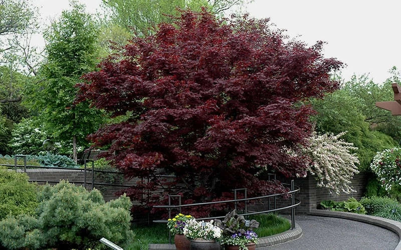 Bloodgood Red Leaf Japanese Maple - 1 Gallon Pot 9 Bloodgood Red Leaf Japanese Maple - 1 Gallon Pot - Image 7