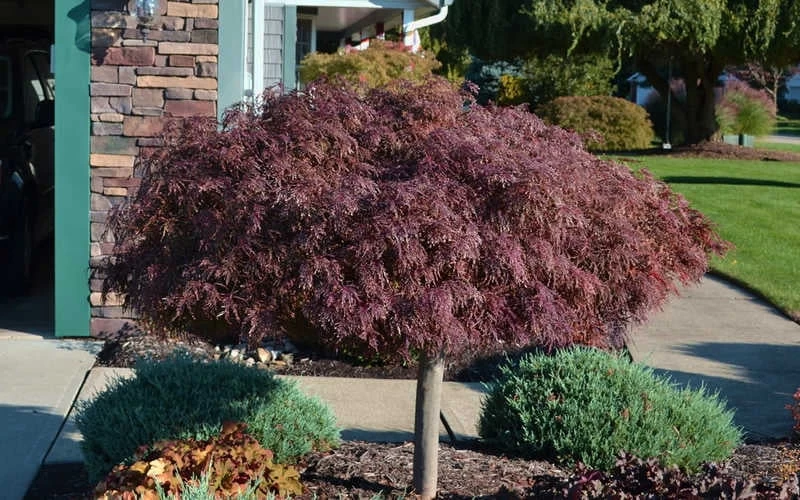 Crimson Queen Dwarf Japanese Maple - 1 Gallon Pot 8 Crimson Queen Dwarf Japanese Maple - 1 Gallon Pot - Image 6