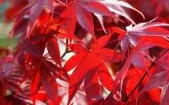 Fireglow Red Leaf Japanese Maple - 1 Gallon Pot -Garden & Outdoor Sale Shop Picture Japanese Maple Fireglow 2 3