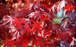 Fireglow Red Leaf Japanese Maple - 5 Gallon Pot (3-4') -Garden & Outdoor Sale Shop Picture Japanese Maple Fireglow 3 2