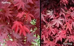 Red 'N Summer Japanese Maple - Acer Palmatum 'Hefner's Red' - 1 Gallon Pot -Garden & Outdoor Sale Shop Picture Japanese Maple Hefners Red Spring 1