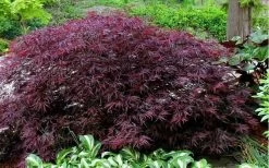Red Dragon Dwarf Japanese Maple - 3 Gallon Pot 17 Red Dragon Dwarf Japanese Maple - 3 Gallon Pot -Garden & Outdoor Sale Shop Picture Japanese Maple Red Dragon 1