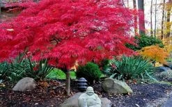 Red Dragon Dwarf Japanese Maple - 5 Gallon Pot 14 Red Dragon Dwarf Japanese Maple - 5 Gallon Pot -Garden & Outdoor Sale Shop Picture Japanese Maple Red Dragon 4