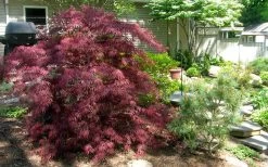 Tamukeyama Dwarf Red Japanese Maple - 1 Gallon Pot - High Grafted Tree Form -Garden & Outdoor Sale Shop Picture Japanese Maple Tamukeyama 3
