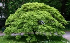 Viridis Dwarf Green Japanese Maple - 2 Gallon Pot -Garden & Outdoor Sale Shop Picture Japanese Maple Viridis
