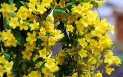 Carolina Yellow Jasmine (Jessamine) Gelsemium Sempervirens - 3 Gallon Pot -Garden & Outdoor Sale Shop Picture Jasmine Carolina 6 1