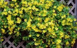 Carolina Yellow Jasmine (Jessamine) Gelsemium Sempervirens - 3 Gallon Pot -Garden & Outdoor Sale Shop Picture Jasmine Carolina 7 1