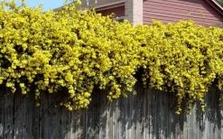 Carolina Yellow Jasmine - Jessamine (Gelsium Sempervirens) - 6 Pack Of 1 Gallon Pots 15 Carolina Yellow Jasmine - Jessamine (Gelsium Sempervirens) - 6 Pack Of 1 Gallon Pots -Garden & Outdoor Sale Shop Picture Jasmine Carolina On Fence