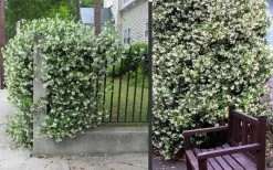Star Jasmine Vine (Trachelospermum Jasminoides) - 1 Gallon Pot -Garden & Outdoor Sale Shop Picture Jasmine Confederate 2 2