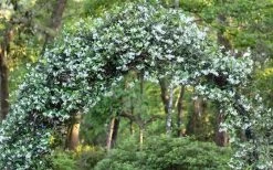 Star Jasmine Vine (Trachelospermum Jasminoides) - 1 Gallon Pot -Garden & Outdoor Sale Shop Picture Jasmine Confederate On Arch 2