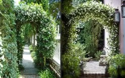 Confederate Jasmine Vine (Trachelospermum Jasminoides) - 6 Pack Of 1 Gallon Pots -Garden & Outdoor Sale Shop Picture Jasmine Confederate On Arches 2 1