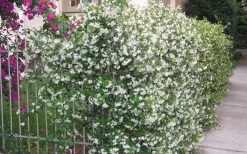 Confederate Jasmine Vine (Trachelospermum Jasminoides) - 6 Pack Of 1 Gallon Pots -Garden & Outdoor Sale Shop Picture Jasmine Confederate Vine 1 1