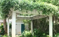 Star Jasmine Vine (Trachelospermum Jasminoides) - 1 Gallon Pot -Garden & Outdoor Sale Shop Picture Jasmine Confederate Vine 2 2