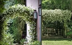 Madison Confederate Jasmine - 6 Pack Of 1 Gallon Pots 14 Madison Confederate Jasmine - 6 Pack Of 1 Gallon Pots -Garden & Outdoor Sale Shop Picture Jasmine Madison 3