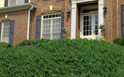 Blue Pacific Juniper - 1 Gallon Pot -Garden & Outdoor Sale Shop Picture Juniper Blue Pacific Hill