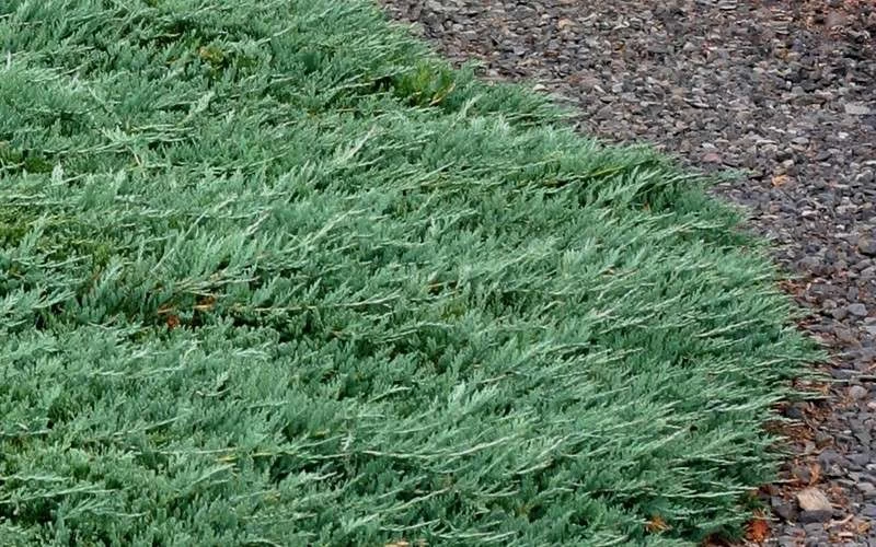 Blue Rug Juniper - 6-Pack Of 1 Gallon Pots 9 Blue Rug Juniper - 6-Pack Of 1 Gallon Pots - Image 7