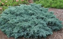 Blue Star Juniper - 1 Gallon Pot -Garden & Outdoor Sale Shop Picture Juniper Blue Star